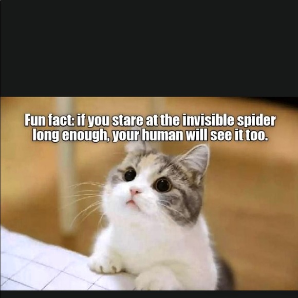 Meet your Posher, Tammy - Picture 3 of 5